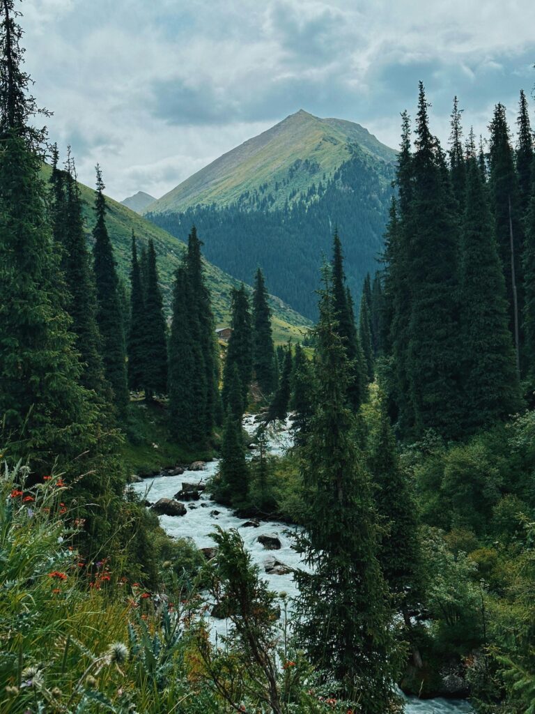 Majestic view of a mountain valley with evergreen forest and a flowing river in Kyrgyzstan's summer landscape.
